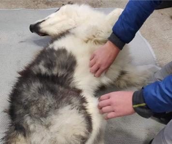 Massage