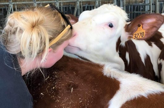 Communication animale